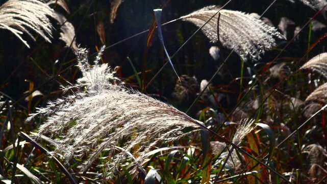 Silver waves flow through the reed fields in autumn.가을의 억새밭에 은빛물결이 흐르고있습니다.