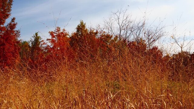 As autumn came, the leaves and grass turned a vibrant red.가을이 되어 나뭇잎과 풀들이 온통 울긋불긋 붉은색으로 물들었습니다.