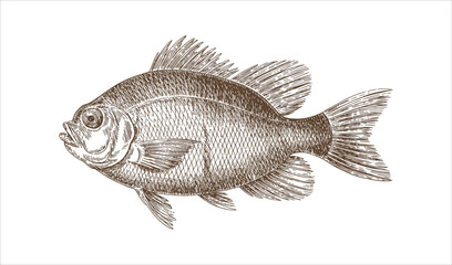 Vintage Saltwater Fish Etching (Brown Tone)