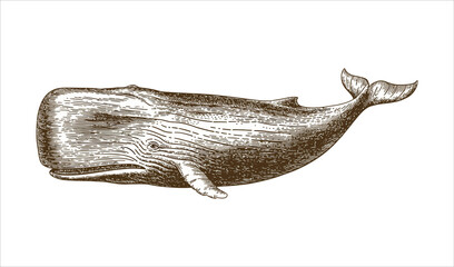 Historical Whale Etching (Profile View, Deep Brown)