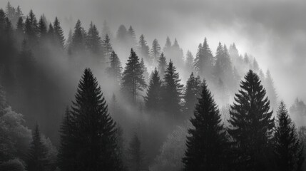 Misty forest landscape