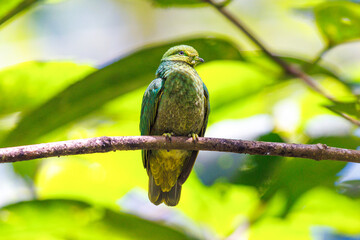 Golden Dove perched on a tree