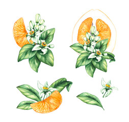 Pomelo citrus fruit watercolor hand painted. Pomelo flowers and citrus for wedding, holiday decor and food packaging. Citrus fruit on white background