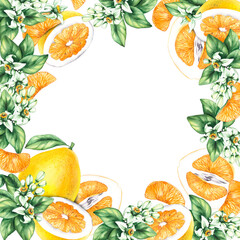 Pomelo citrus fruit watercolor hand painted. Pomelo wreath of flowers and citrus for wedding, holiday decor and food packaging. Citrus fruit on white background