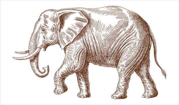 Majestic African Elephant Vintage Engraving in Sepia