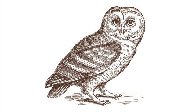 Vintage Sepia Drawing of a Wise Barn Owl or Tawny Owl Vector Illustration