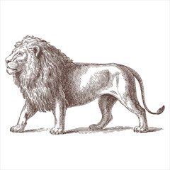 Vintage Male Lion Walking Side View Engraving Style © Vector Forge