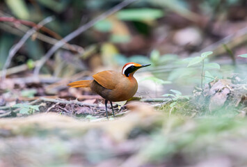 Malaysia Rail Babbler signing his hearts out