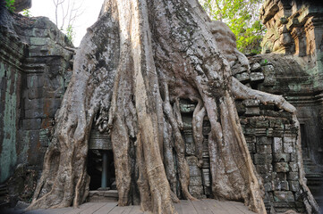 he famous Ta Prohm temple in the Angkor Archaeological Park near Siem Reap, Cambodia, known for its unique intertwining of ancient stone ruins and massive tree roots. 
