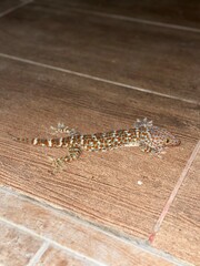 Tokay gecko with vibrant orange and blue spots resting on brown tile flooring, captured in close-up with vivid detail and natural lighting
