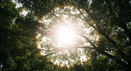 Double Exposure: The Leafy Canopy vs. Direct Sun