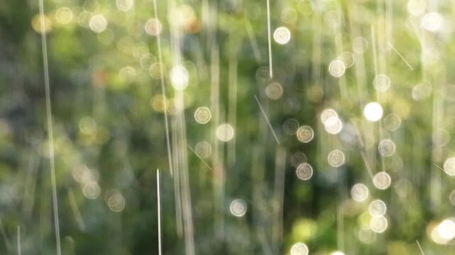 A handheld video shows rainfall against blurred green bushes and trees, with sunlight highlighting the droplet streaks and floating fluff while light distortions appear in the forest background, 2019