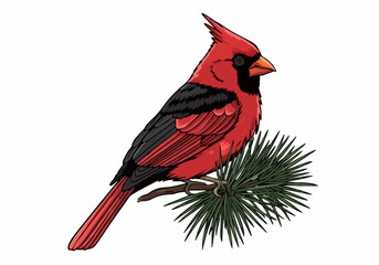 Vibrant red cardinal bird perched on pine branch vector illustration christmas holiday season design element