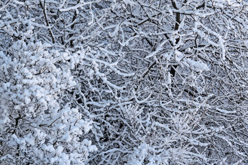 Fairytale patterns  of tree branches dusted  with snow