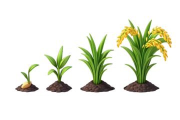 paddy seed growing in a small  plant