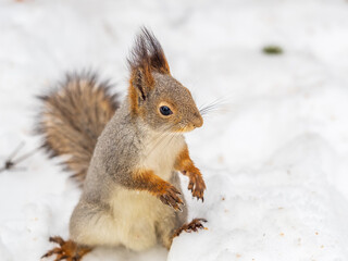 The squirrel in winter sits on white snow.
