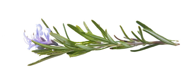 rosemary branch with flowers