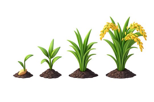 paddy seed growing in a small  plant