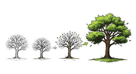 Obraz premium The life cycle of a tree from winter dormancy to full summer foliage, illustrating growth and seasonal change.
