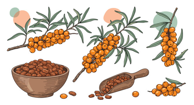 Hand-drawn vector illustration set of sea buckthorn branches with ripe orange berries, a bowl of dried berries, and a wooden scoop.