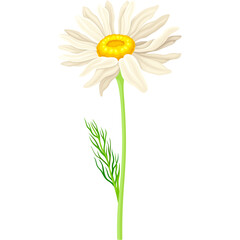 White Daisy Flower With Yellow Center and Green Stem Isolated on White Background Detailed Botanical Illustration