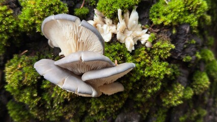 Completely natural and healthy oyster mushrooms growing on spruce trees in the forest