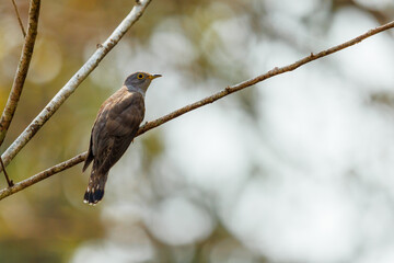 Lesser cuckoo chilling on the tree tops