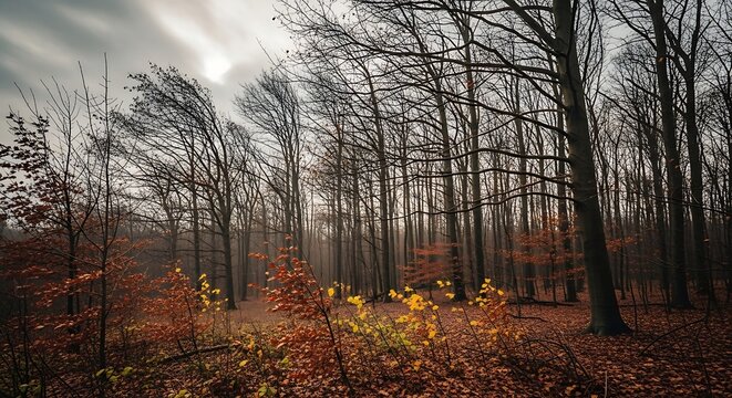 Bare trees silhouetted against a cloudy sky in a forest environment