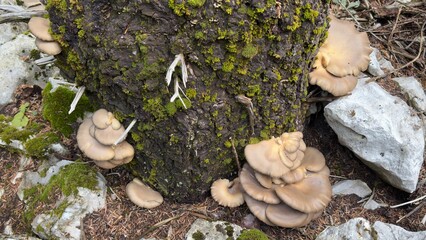 Completely natural and healthy oyster mushrooms growing on spruce trees in the forest