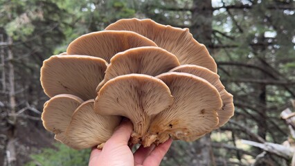 Completely natural and healthy oyster mushrooms growing on spruce trees in the forest