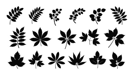 Assorted botanical leaf silhouettes collection isolated on white background, Vector