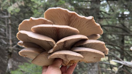 Completely natural and healthy oyster mushrooms growing on spruce trees in the forest