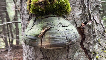 Macro Shot of Tinder Fungus (Fomes Fomentarius)