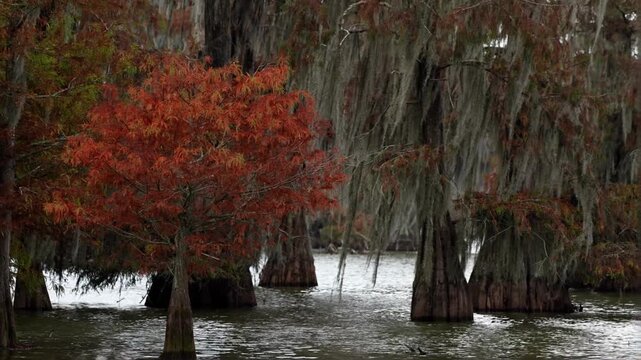 Spanish Moss on Bald Cypress and Tupelo Trees in the Martin/Caddo Lake