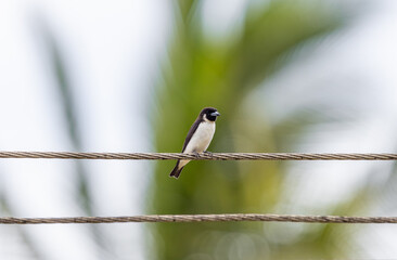 Fijian Wood Swallow perched on power lines