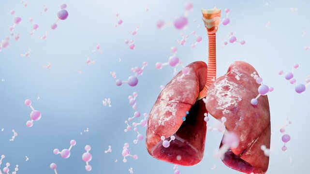 Healthy Human Lungs, Trachea, and Oxygen Molecules, Respiratory System, Carbon Dioxide Flow, Pulmonary Function, Scientific Anatomy Background, CO2 Exchange, 3d render