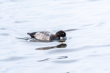 Drake Greater scaup swimming on a pond.