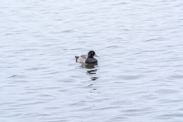 Drake Greater scaup swimming on a pond.