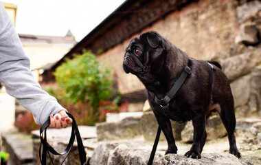Black pug dog stands sideways on a stone and looks at the owner's hand. The dog has a harness. Dog walking. Training. Autumn city. Horizontal and blurred photo