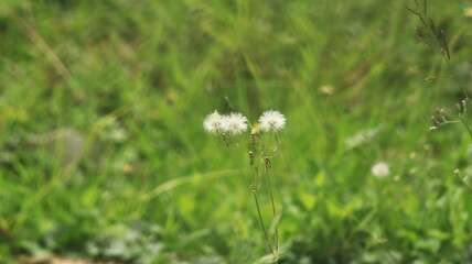 Round white wild grass flowers are blooming