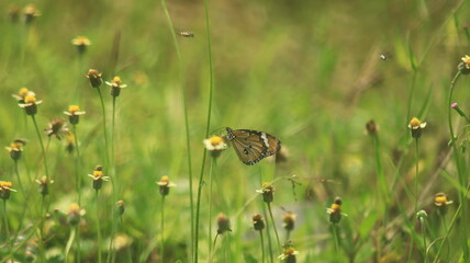 A light brown butterfly is perched on a small yellow and white grass flower and sucking its nectar.