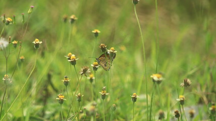 A light brown butterfly is perched on a small yellow and white grass flower and sucking its nectar.