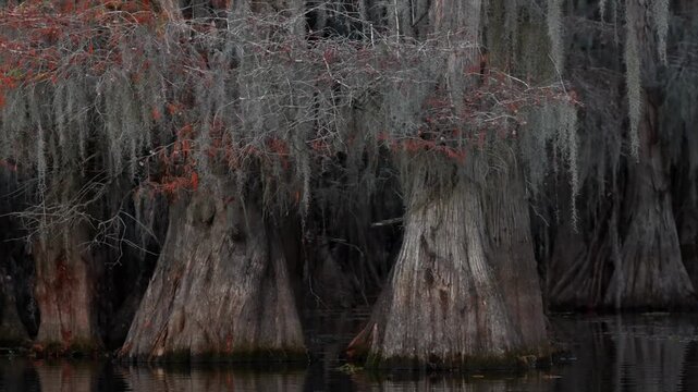Spanish Moss on Bald Cypress and Tupelo Trees in the Martin/Caddo Lake