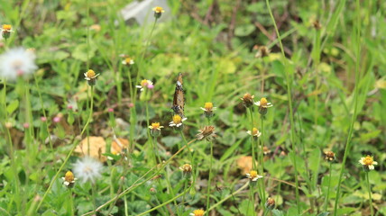 A light brown butterfly is perched on a small yellow and white grass flower and sucking its nectar.