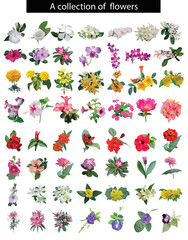 A collection of flowers isolate background, set of flowers