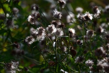The fluff of Cirsium japonicum. Asteraceae perennial. Seeds with fluff are produced after flowering and are dispersed by wind.