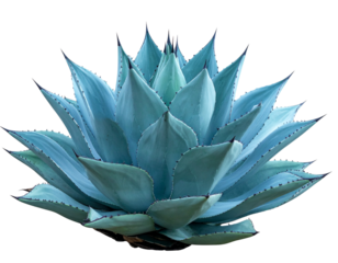 Untitled design - Blue Agave Plant Front View with Symmetrical Spiky Leaves, PNG Transparent Background
