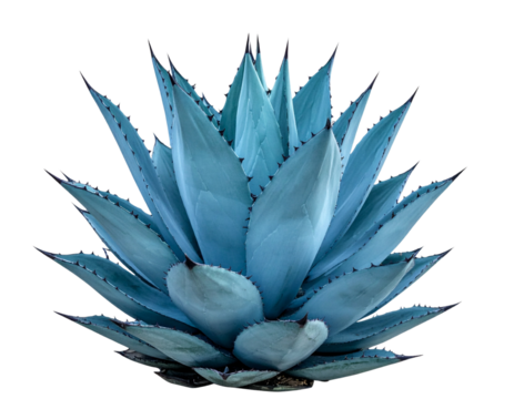 Untitled design - Blue Agave Plant Front View with Symmetrical Spiky Leaves, PNG Transparent Background (3)