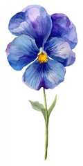 Watercolor Blue Purple Pansy Flower with Green Stem Isolated on White Background