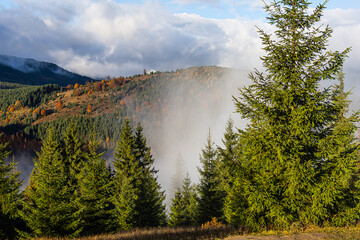 Sunlit spruces frame a foggy mountain slope mottled with autumn colors. Low cloud drifts through the valley while golden hills and dark evergreens glow, creating a tranquil, cinematic wilderness.